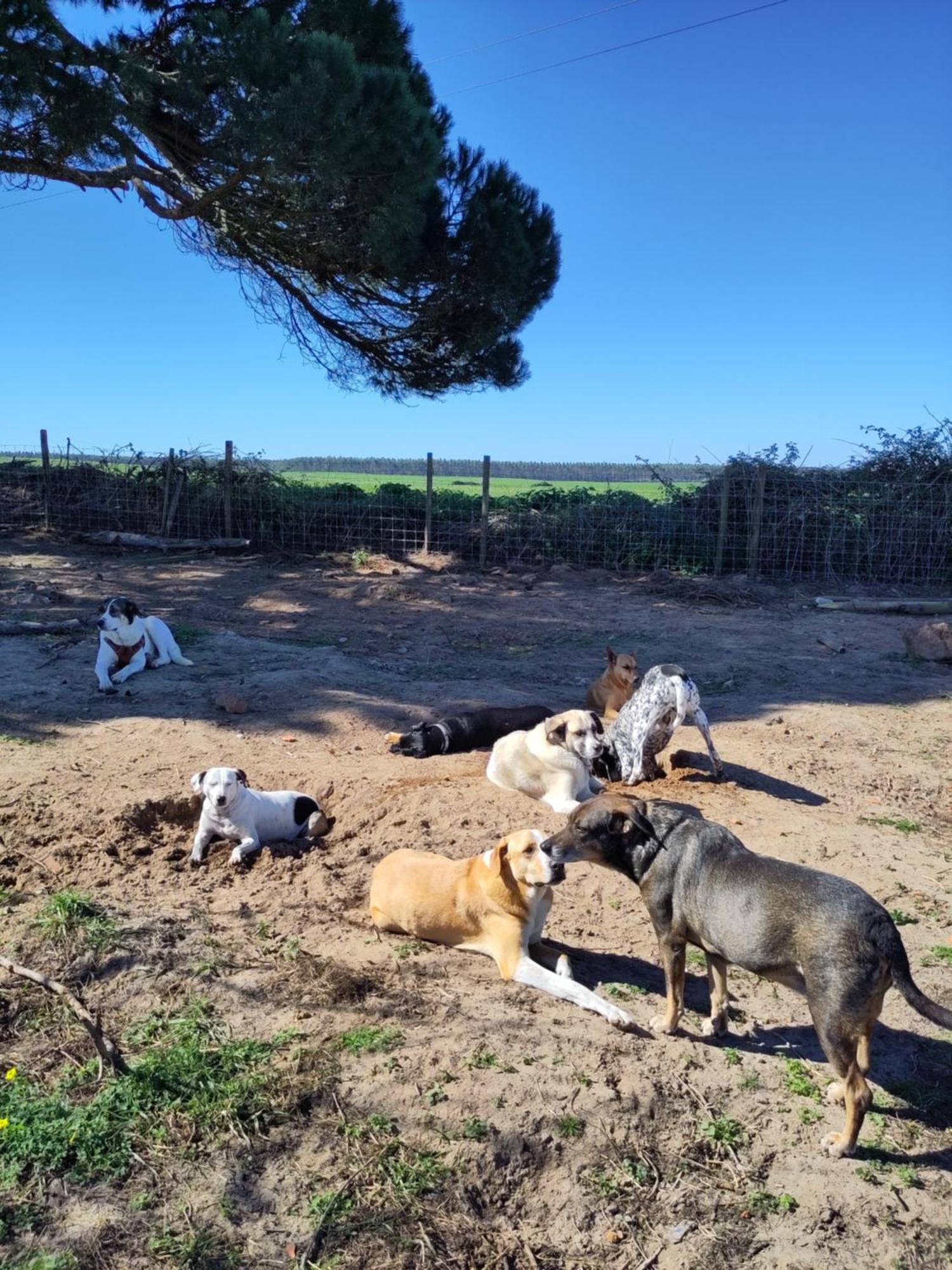 Hotel Cosy Nest In Animal Rescue Monte Dos Vagabundos São Teotónio Zewnętrze zdjęcie