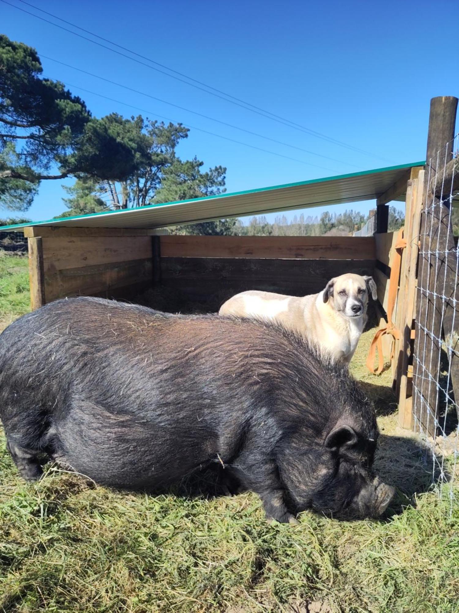 Hotel Cosy Nest In Animal Rescue Monte Dos Vagabundos São Teotónio Zewnętrze zdjęcie