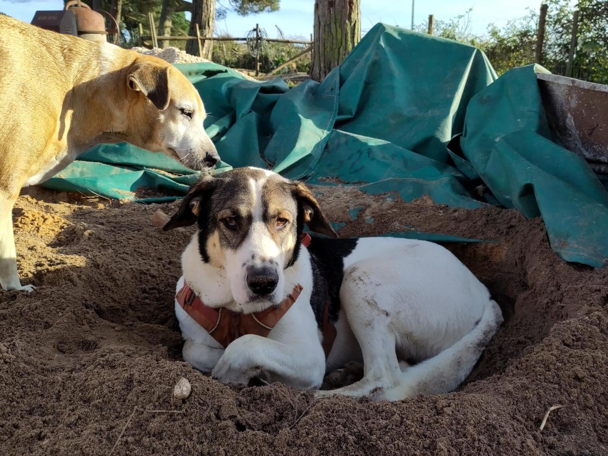 Hotel Cosy Nest In Animal Rescue Monte Dos Vagabundos São Teotónio Zewnętrze zdjęcie