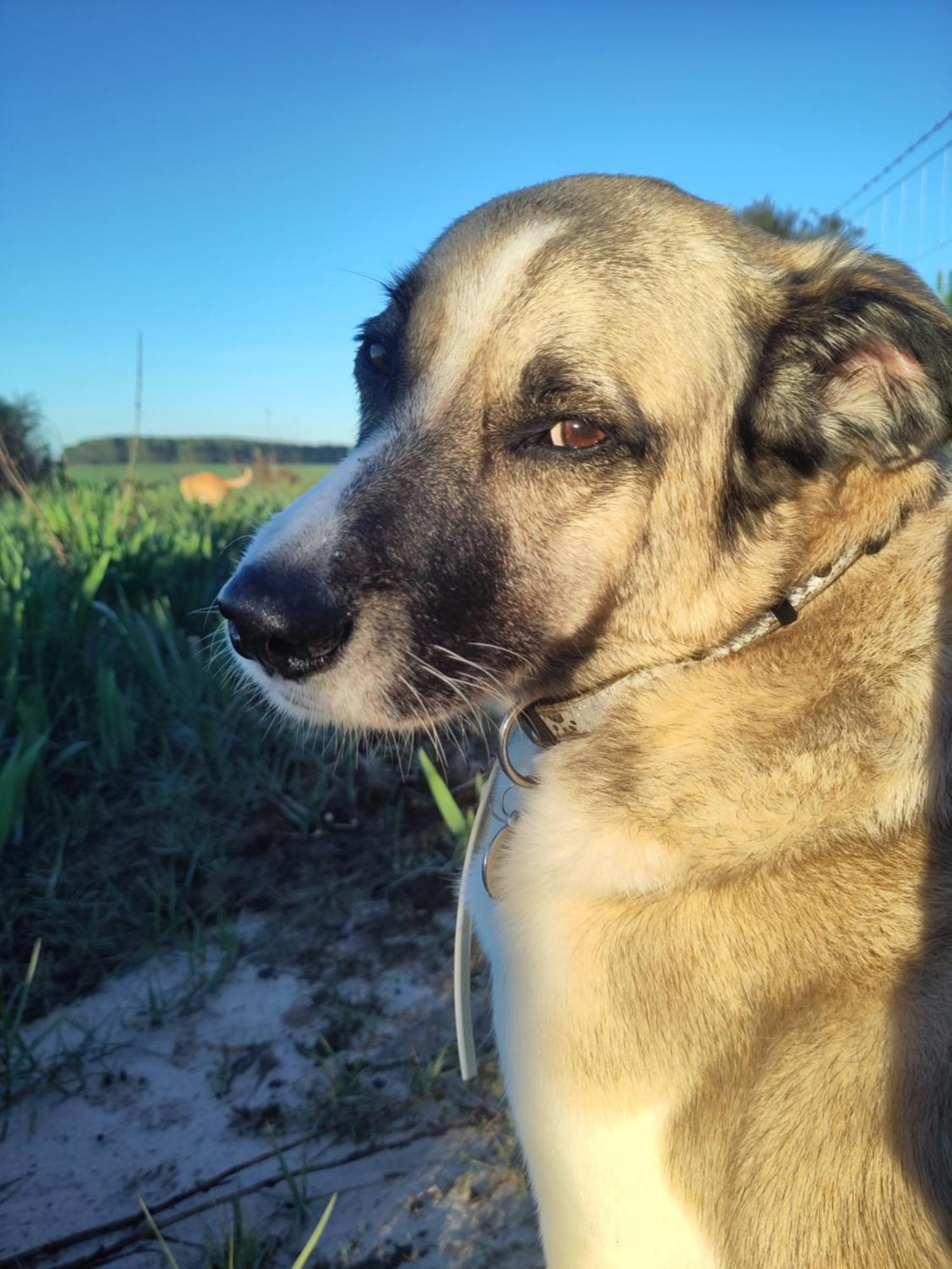 Hotel Cosy Nest In Animal Rescue Monte Dos Vagabundos São Teotónio Zewnętrze zdjęcie